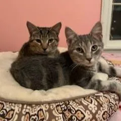 Trixter & Journey thumbnail 5