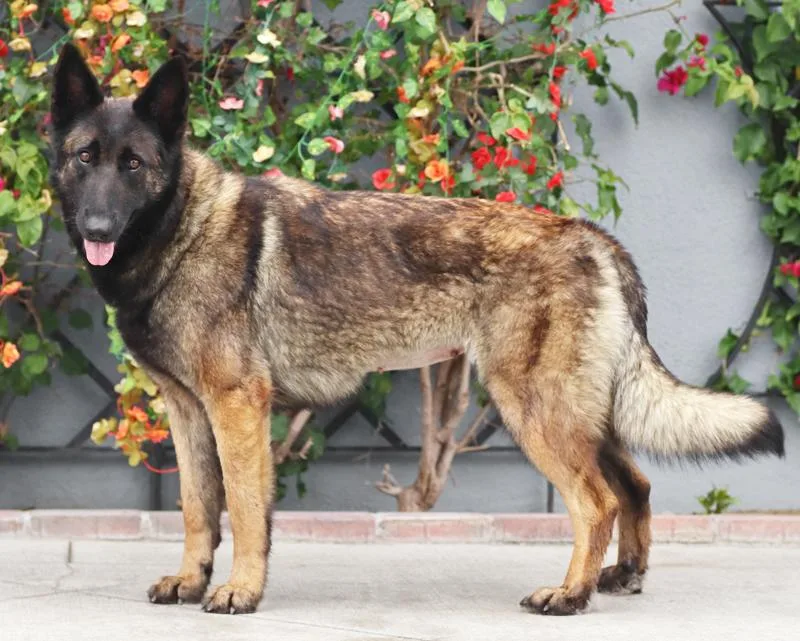 A young large-sized female Sable German Shepherd Dog dog named Greta Von Gneven for adoption in Los Angeles, CA