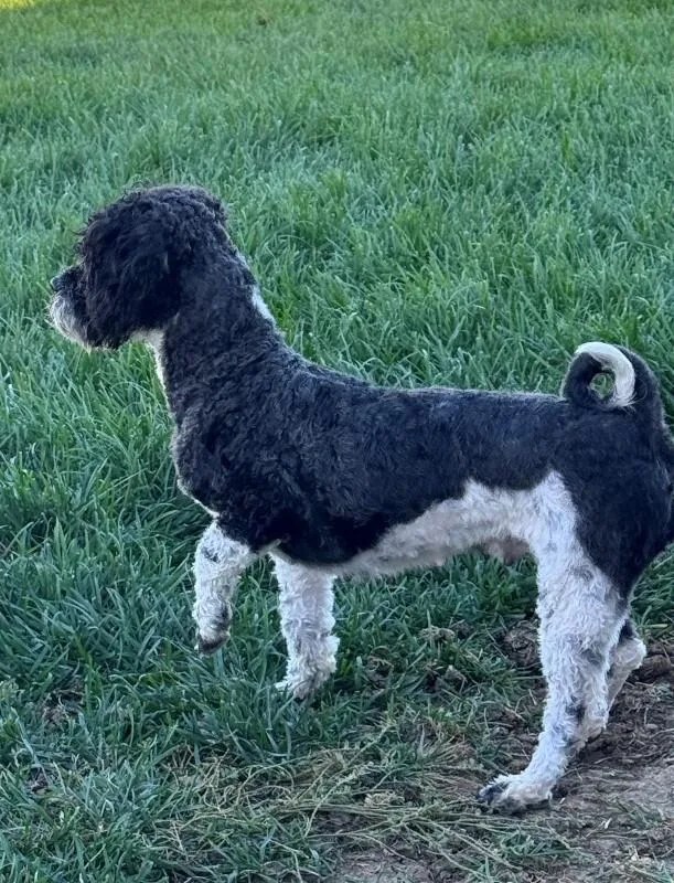 A young small-sized female Poodle dog named Prada for adoption in Windsor, CO