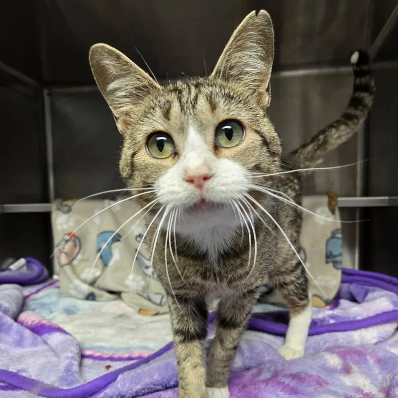 An adult small-sized male Tabby (Brown / Chocolate) Domestic Short Hair cat named Stuart for adoption in Watertown, WI