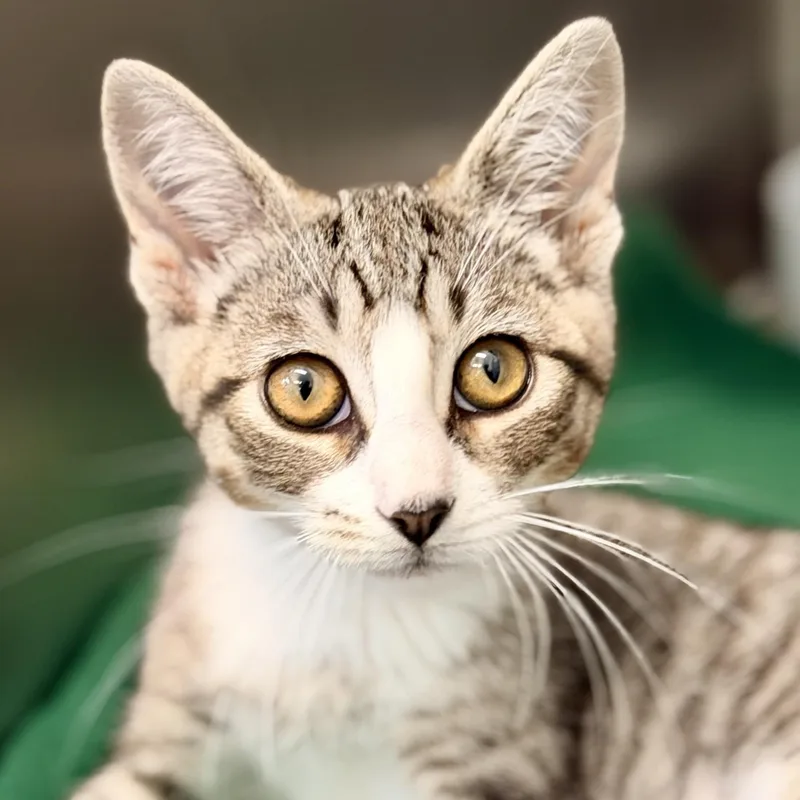 A baby medium-sized female Tabby (Brown / Chocolate) Domestic Short Hair cat named Dolly for adoption in Jackson, NJ