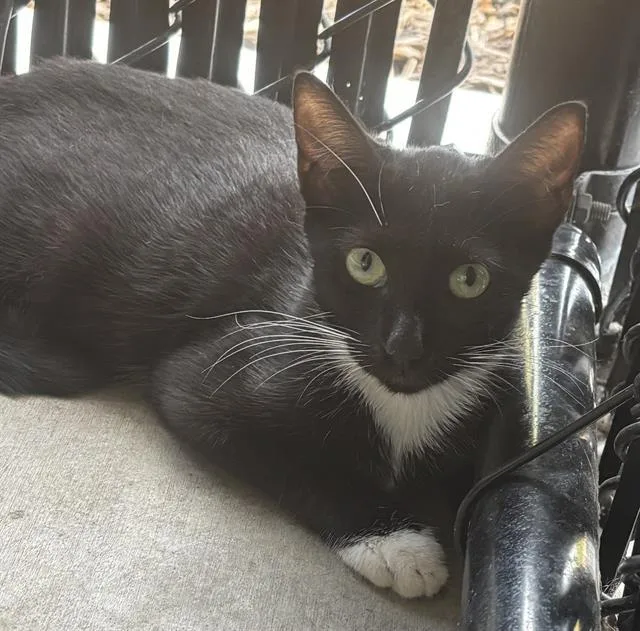 An adult medium-sized female Domestic Short Hair cat named Abby for adoption in Palmetto, FL