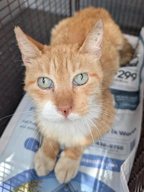 An adult small-sized male Domestic Short Hair cat named Rumpels for adoption in San Antonio, TX