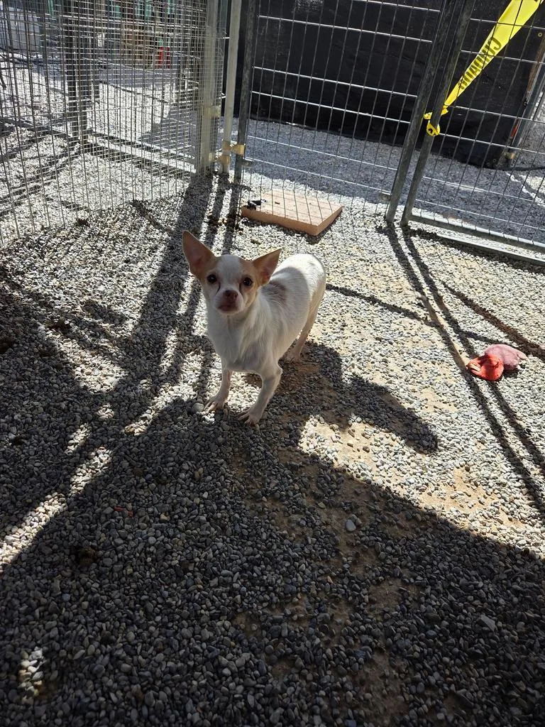 A young small-sized male Chihuahua dog named L D for adoption in Pahrump, NV