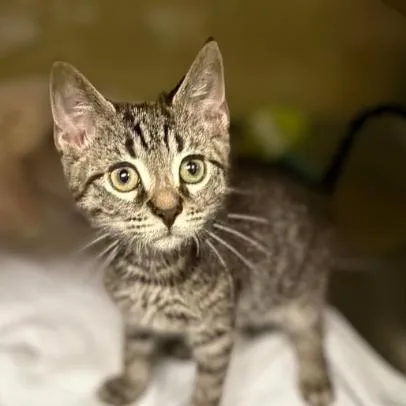 A baby small-sized male Brown / Chocolate Domestic Short Hair cat named Root Beer for adoption in Concord, NC