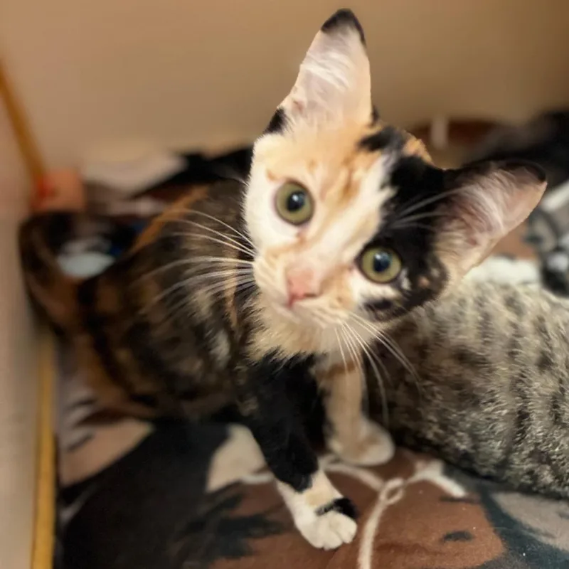 A baby small-sized female Calico Domestic Medium Hair cat named Spitfire for adoption in South Elgin, IL