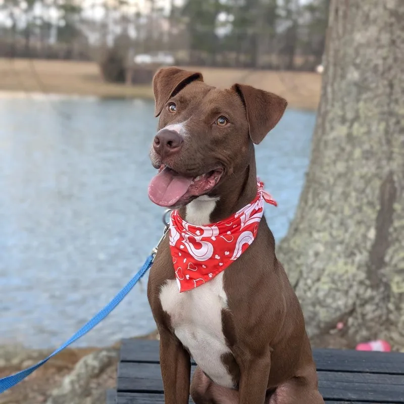 An adult large-sized male Brown / Chocolate American Staffordshire Terrier dog named Captain America for adoption in Covington, GA