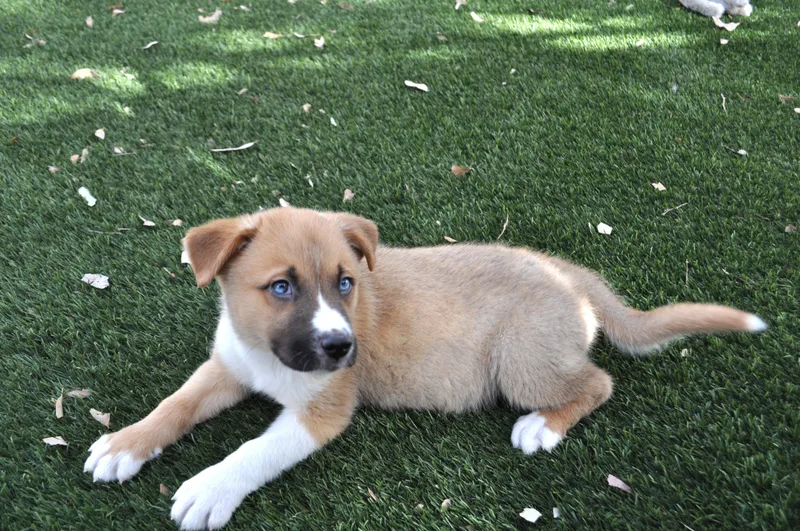 Cornelius thumbnail 2