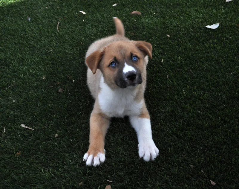 A baby medium-sized male Cattle Dog dog named Cornelius for adoption in Apache Junction, AZ