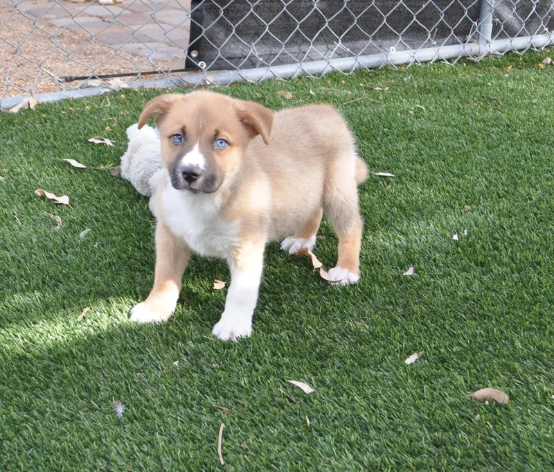 Cornelius thumbnail 3