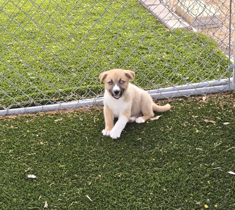 Cornelius thumbnail 4