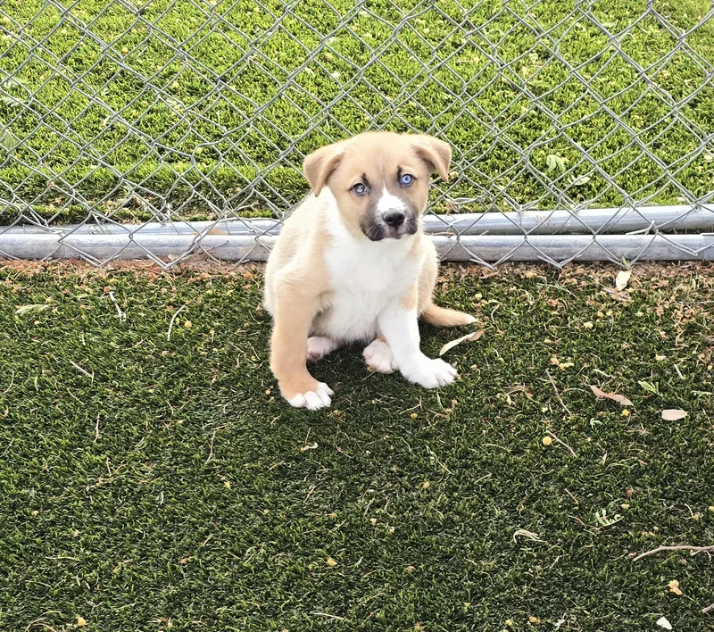 Cornelius thumbnail 5