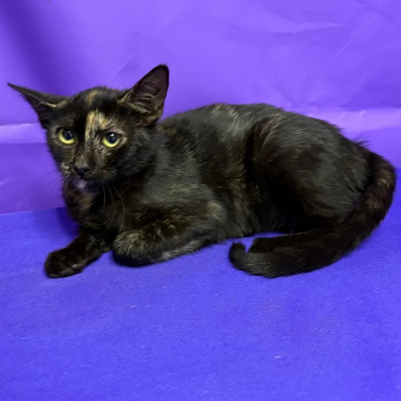 A baby small-sized female Domestic Short Hair cat named Harmony for adoption in North Myrtle Beach, SC