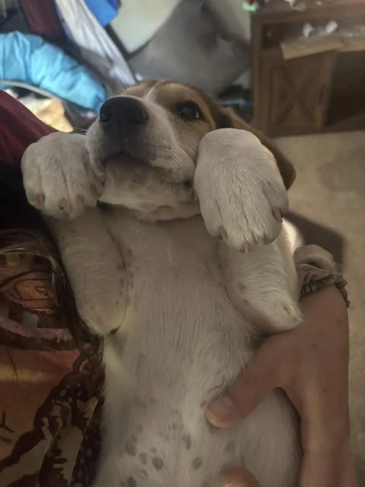 A baby small-sized male Labrador Retriever dog named Trent for adoption in Colorado Springs, CO