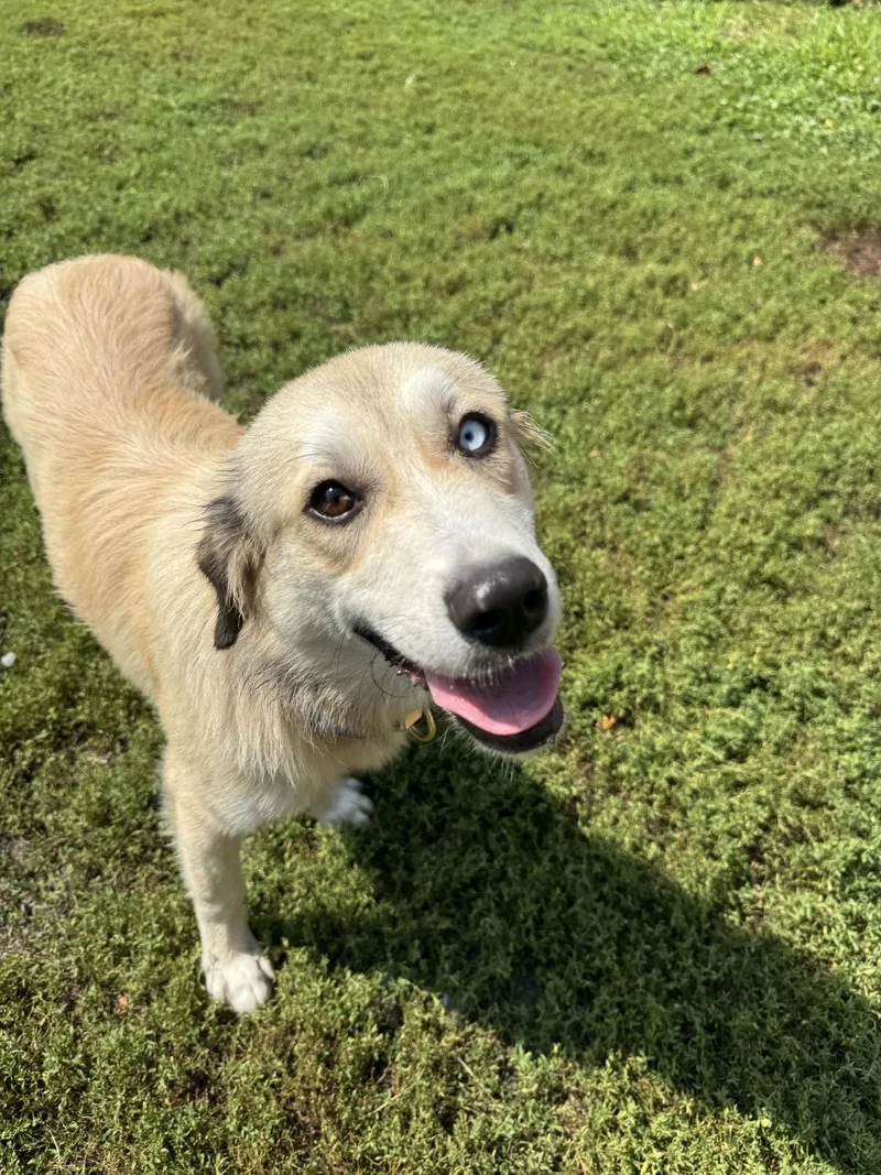 A young medium-sized female Apricot / Beige Mixed Breed dog named Bella for adoption in Hamden, CT