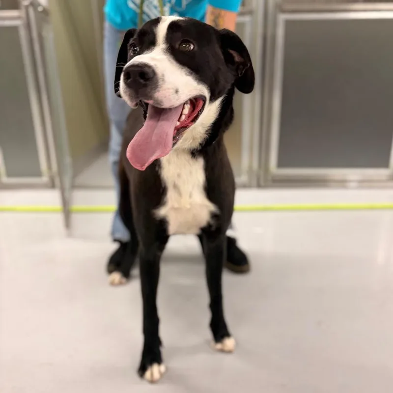 A young large-sized female Black Mixed Breed dog named Iris for adoption in Spokane, WA
