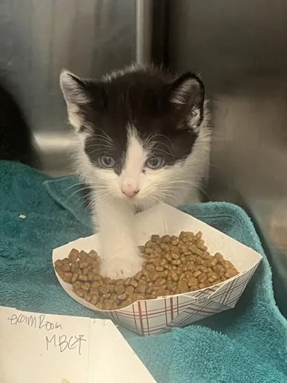 A baby small-sized female Domestic Short Hair cat named Bautista for adoption in Roseville, CA