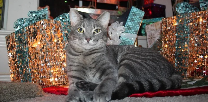 Lightningbug thumbnail 2