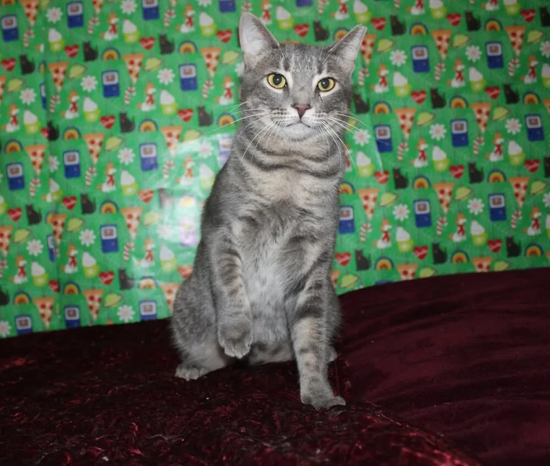 Lightningbug thumbnail 3