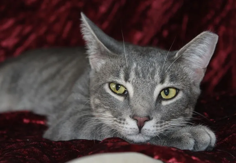 Lightningbug thumbnail 4