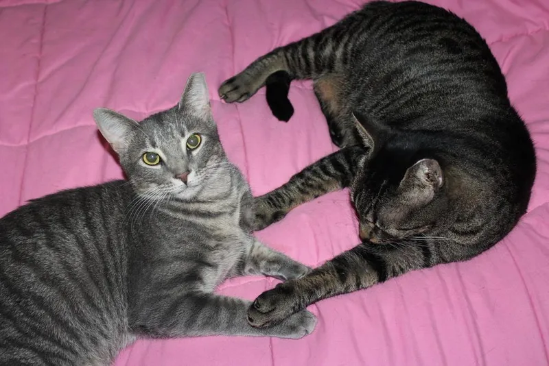 Lightningbug thumbnail 5