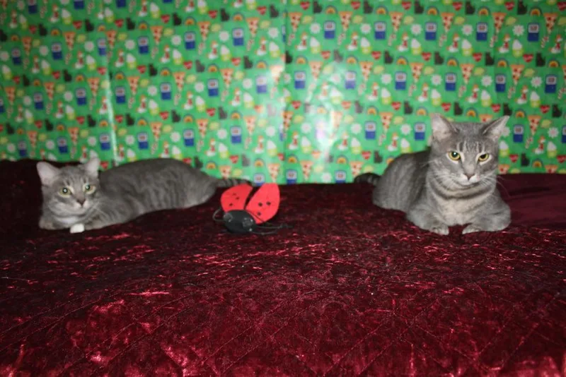 Lightningbug thumbnail 6