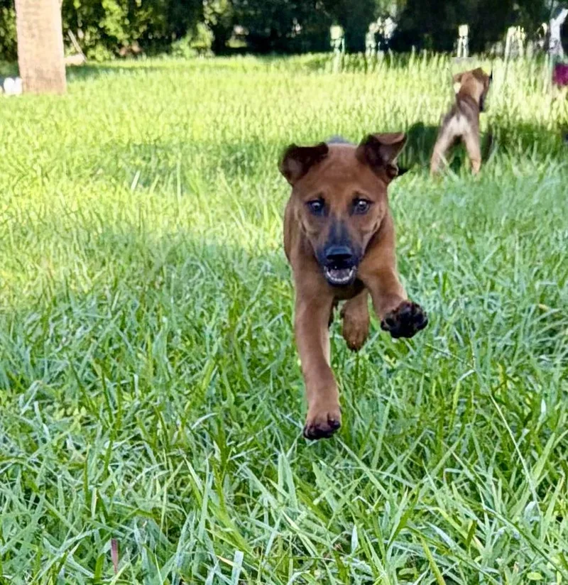 Pupper thumbnail 2