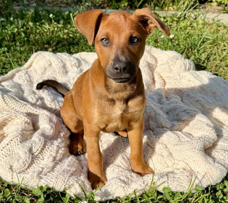 Pupper thumbnail 3