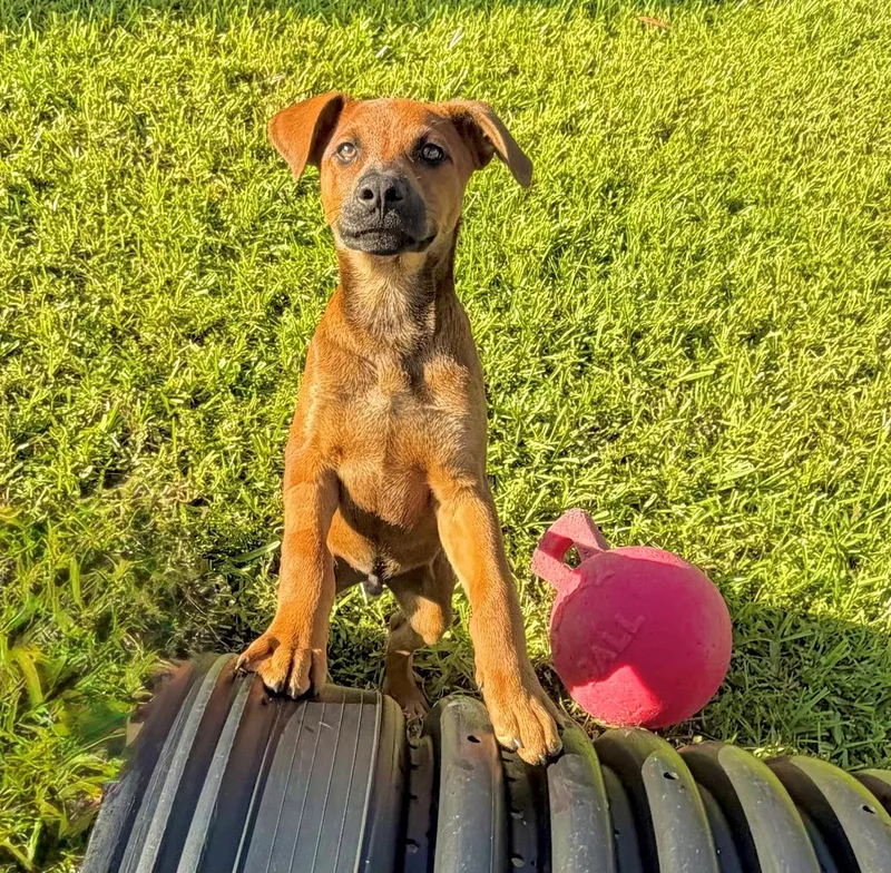 Pupper thumbnail 5