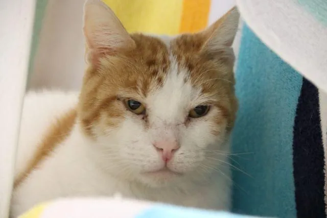 An adult small-sized male Domestic Short Hair cat named Maine for adoption in Tucson, AZ
