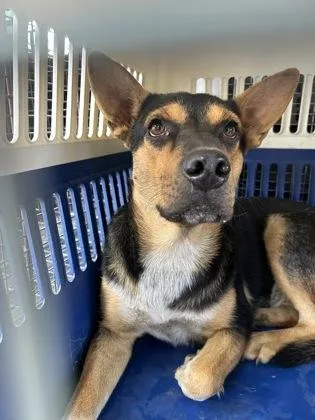 An adult medium-sized male German Shepherd Dog dog named Nic D for adoption in Fresno, CA