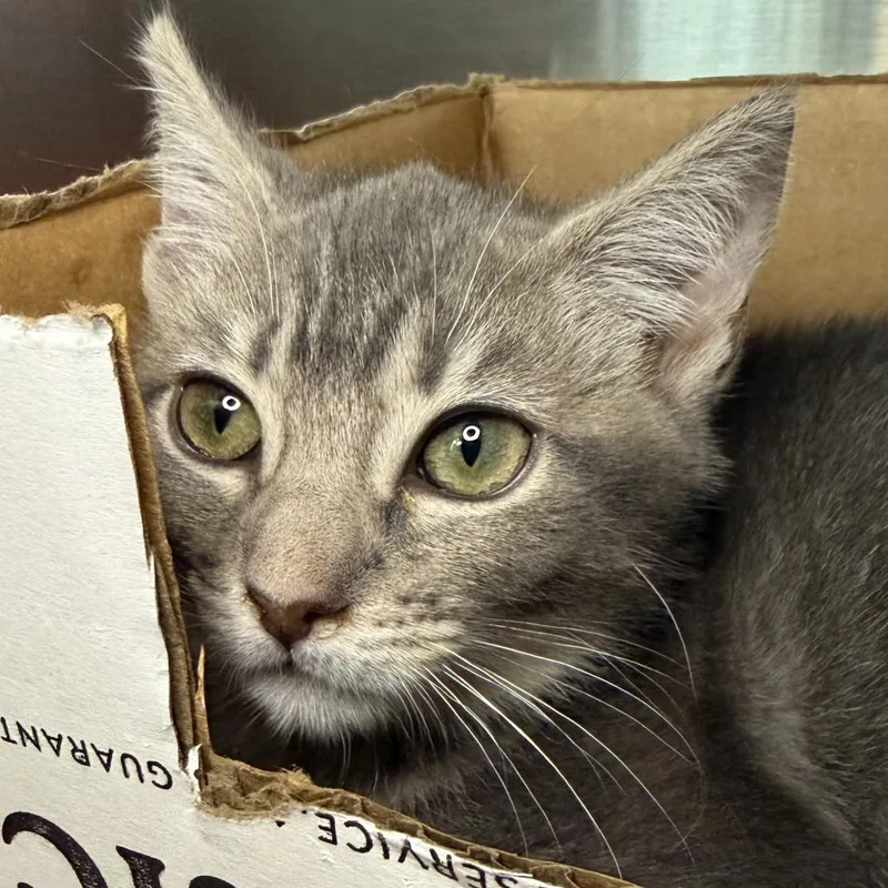 A baby small-sized male Domestic Short Hair cat named Ruud for adoption in Los Angeles, CA
