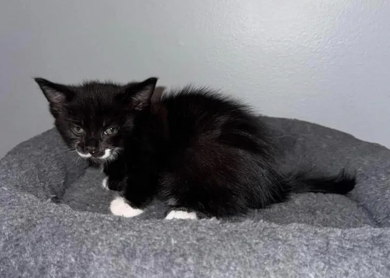 A baby small-sized male Black & White / Tuxedo Domestic Short Hair cat named Stilwell for adoption in Poplar Grove, IL
