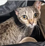 An adult medium-sized female Domestic Short Hair cat named Lamp for adoption in West Chester, PA