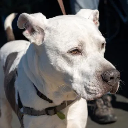An adult medium-sized male White / Cream Mixed Breed dog named Dino for adoption in Fernandina Beach, FL