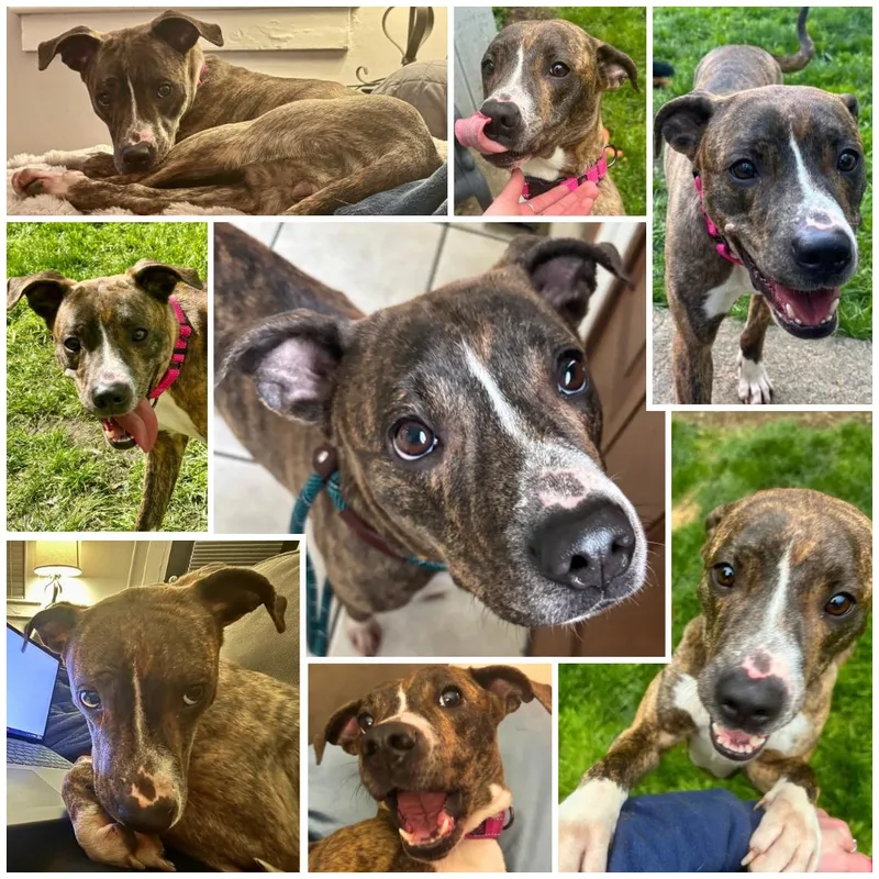 A young medium-sized female Brindle Patterdale Terrier / Fell Terrier dog named May for adoption in Boiling Springs, PA