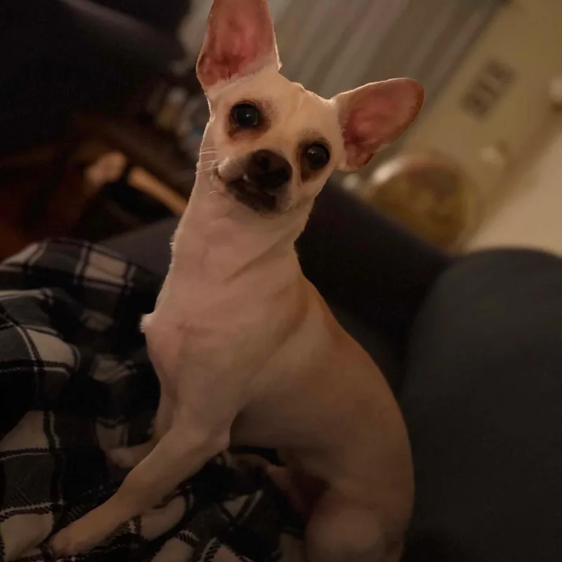 Charlie thumbnail 2