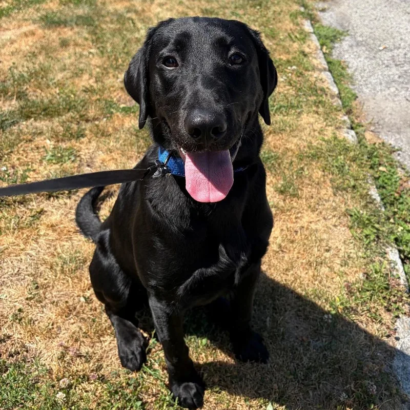 A young medium-sized male Black Labrador Retriever dog named Kreek for adoption in Hampton Bays, NY