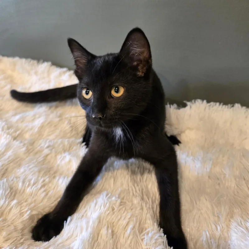 A baby small-sized male Black Domestic Short Hair cat named Panther for adoption in Centerville, TN