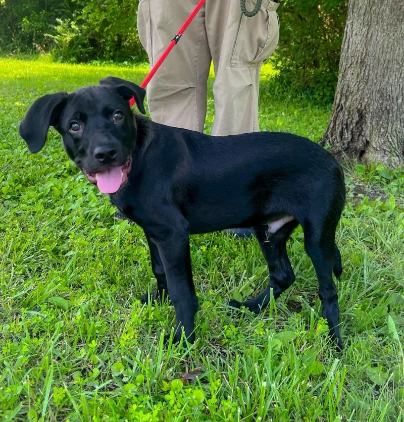 A baby medium-sized male Black Labrador Retriever dog named Neo for adoption in Murray, KY