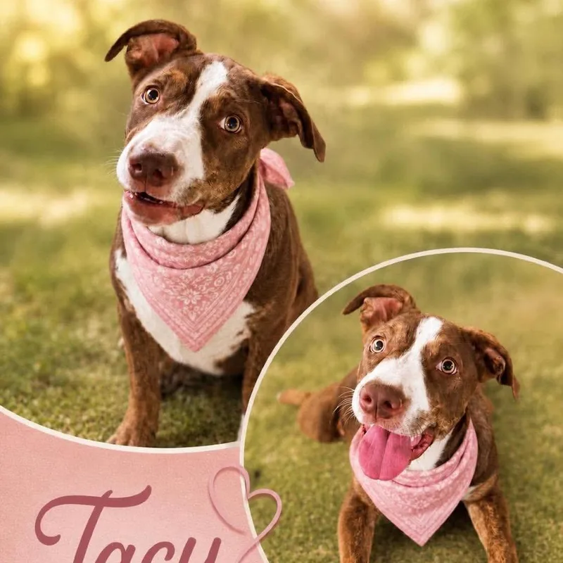 A baby medium-sized female Red / Chestnut / Orange Terrier dog named Tacy for adoption in Hackett, AR