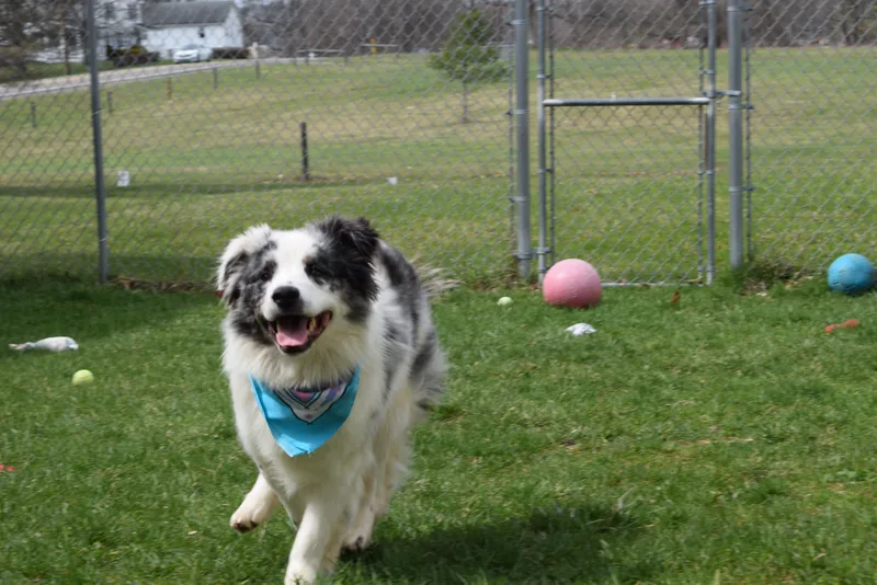 An adult medium-sized male Merle (Blue) Australian Shepherd dog named Loki for adoption in Norwich, NY