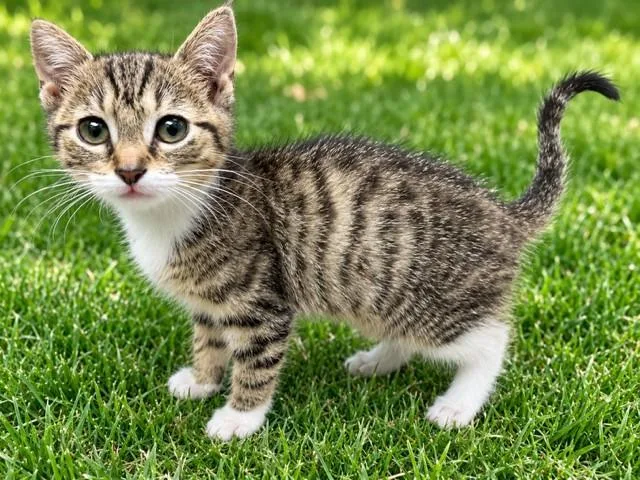 A baby small-sized female Domestic Short Hair cat named Pixie for adoption in Lancaster, CA