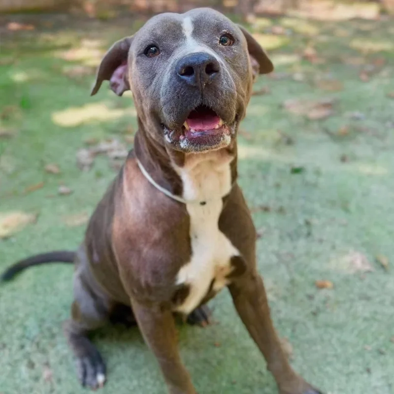 A young medium-sized male Gray / Blue / Silver Pit Bull Terrier dog named Blu for adoption in Brentwood, TN