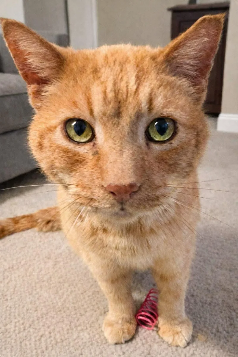A senior medium-sized male Tabby (Orange / Red) Domestic Short Hair cat named Larry for adoption in Sioux Falls, SD