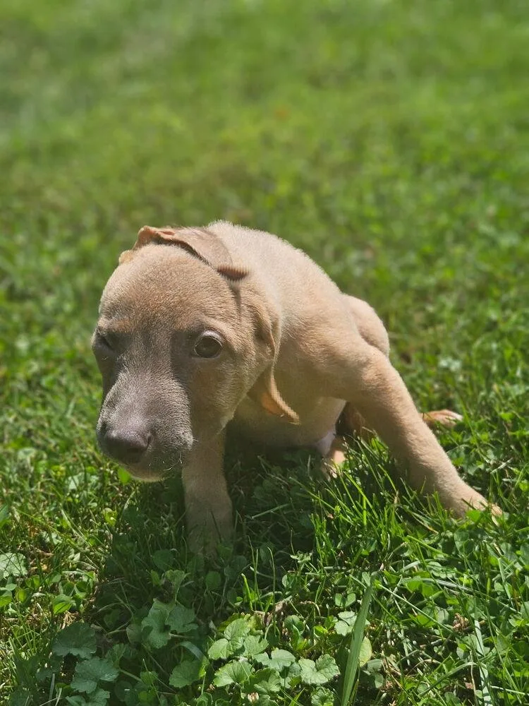 A baby large-sized male German Shepherd Dog dog named Dean for adoption in Irwin, PA