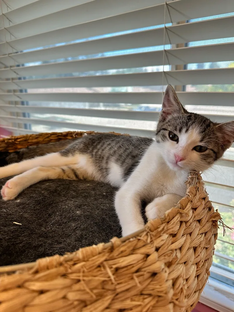 A baby medium-sized female Tabby (Gray / Blue / Silver) Domestic Short Hair cat named Freya for adoption in Visalia, CA