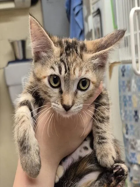 A baby small-sized female Domestic Short Hair cat named Butternut for adoption in Lodi, CA