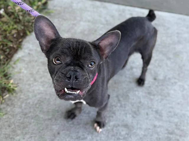 A young small-sized female French Bulldog dog named Peggy Gou for adoption in Antioch, CA