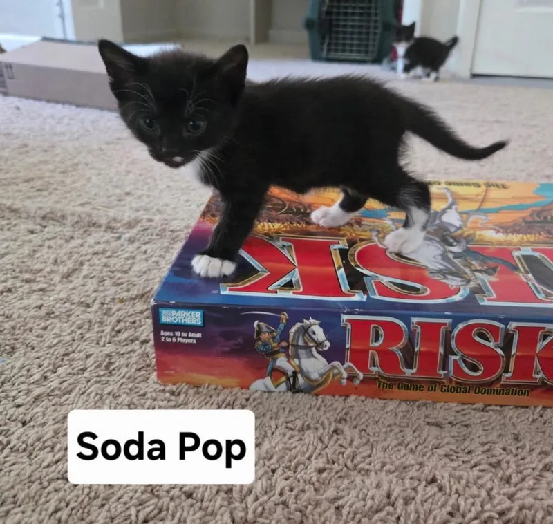 A baby medium-sized female Domestic Short Hair cat named Soda Pop for adoption in Parkville, MD